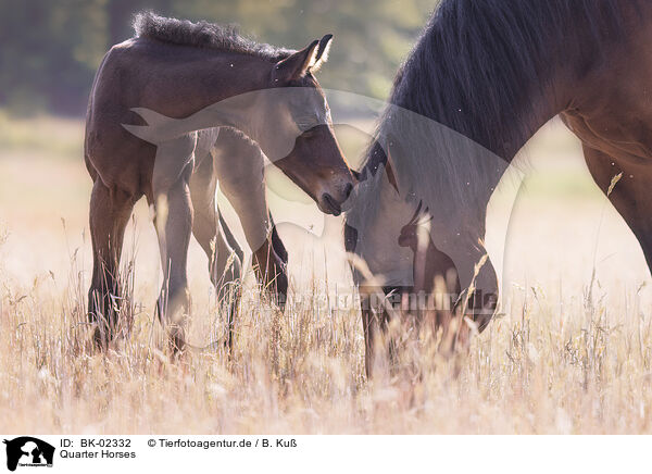 Quarter Horses / Quarter Horses / BK-02332