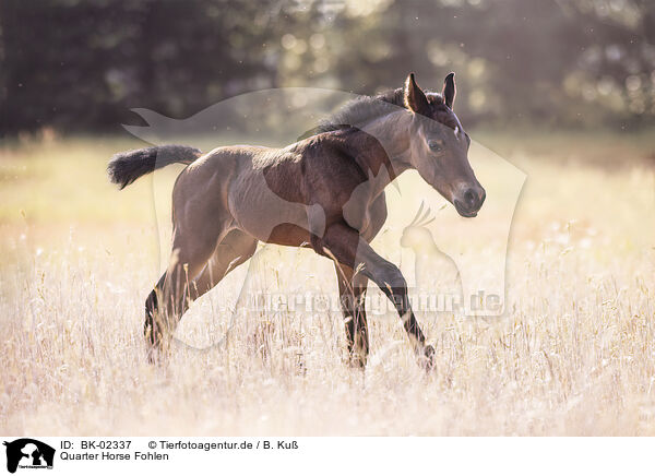 Quarter Horse Fohlen / BK-02337