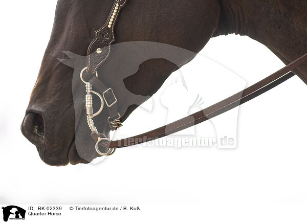 Quarter Horse / Quarter Horse / BK-02339