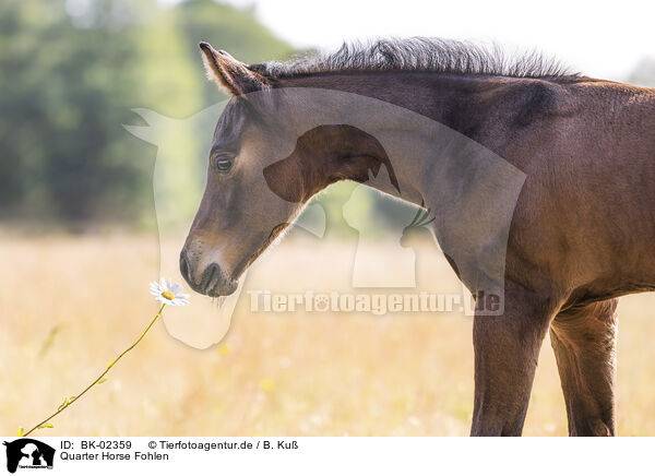 Quarter Horse Fohlen / BK-02359