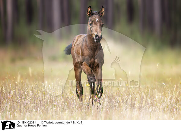 Quarter Horse Fohlen / Quarter Horse foal / BK-02384