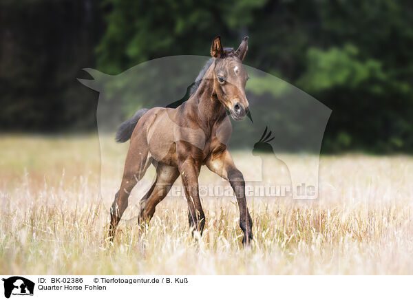Quarter Horse Fohlen / BK-02386