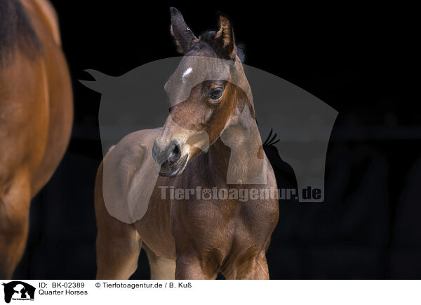 Quarter Horses / Quarter Horses / BK-02389