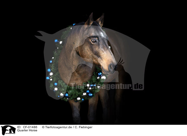 Quarter Horse / Quarter Horse / CF-01486
