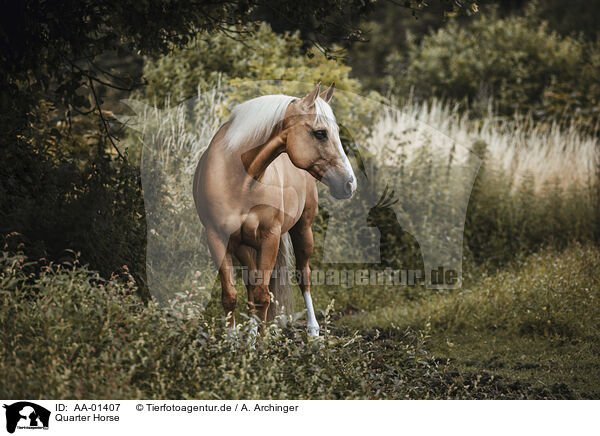 Quarter Horse / Quarter Horse / AA-01407