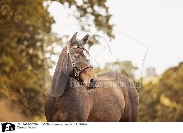 Quarter Horse / Quarter Horse / JAM-06204