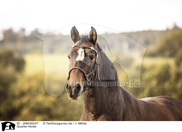 Quarter Horse / Quarter Horse / JAM-06207