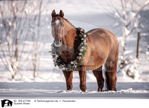 Quarter Horse / Quarter Horse / IFE-01709