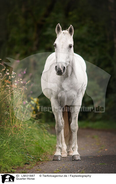 Quarter Horse / Quarter Horse / LM-01887