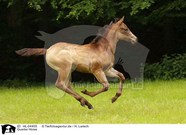 Quarter Horse / Quarter Horse / HL-04405