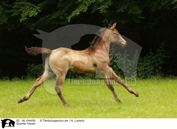 Quarter Horse / Quarter Horse / HL-04406