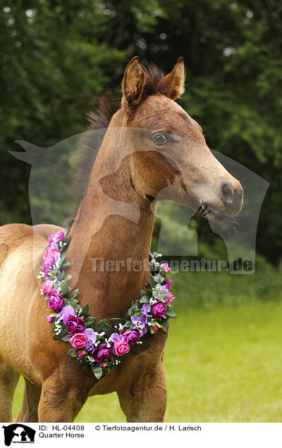 Quarter Horse / Quarter Horse / HL-04408