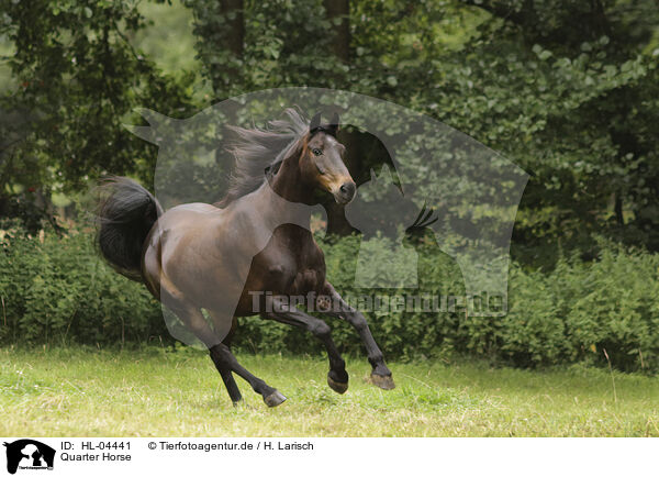 Quarter Horse / Quarter Horse / HL-04441