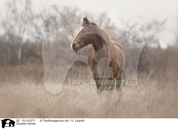 Quarter Horse / Quarter Horse / VL-01071