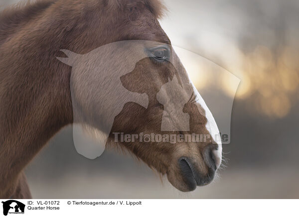 Quarter Horse / Quarter Horse / VL-01072