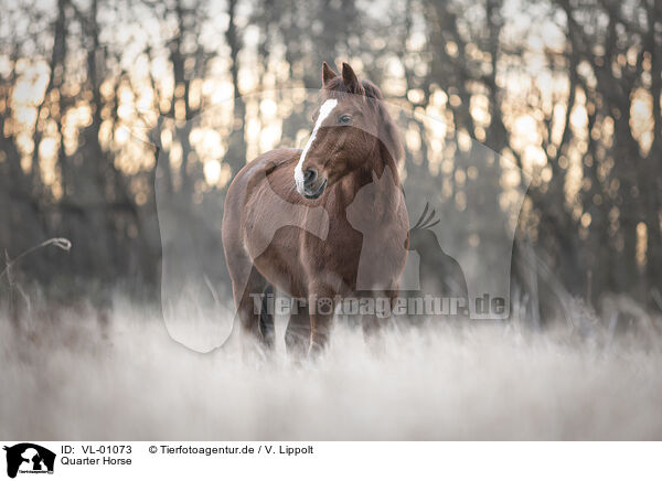 Quarter Horse / Quarter Horse / VL-01073