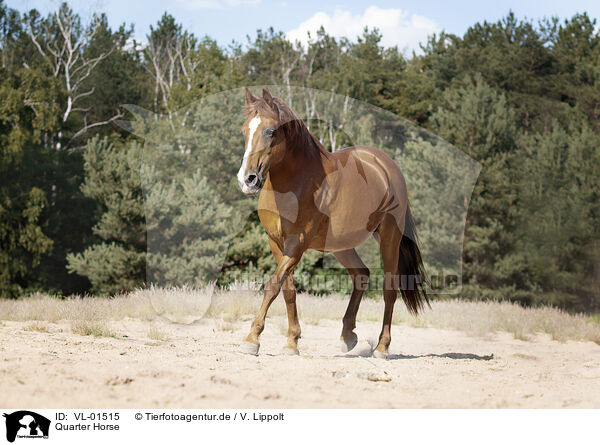 Quarter Horse / Quarter Horse / VL-01515