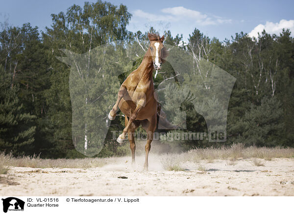 Quarter Horse / Quarter Horse / VL-01516