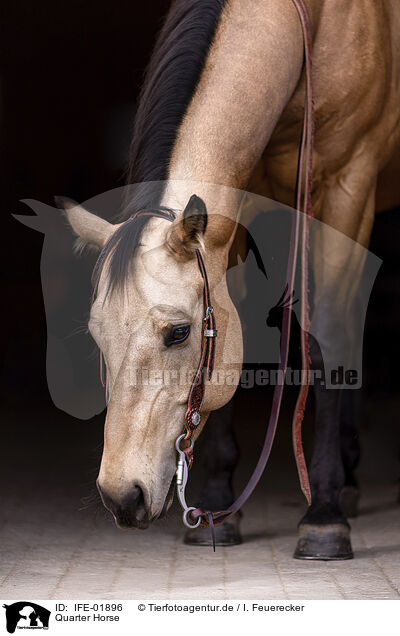 Quarter Horse / IFE-01896
