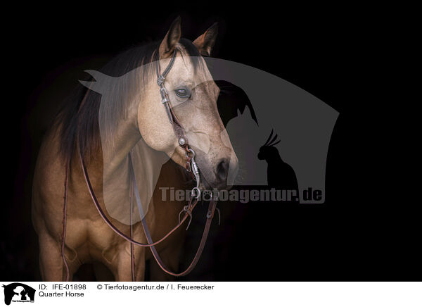Quarter Horse / IFE-01898