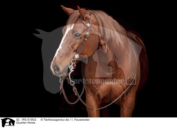 Quarter Horse / Quarter Horse / IFE-01902