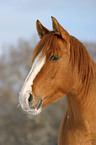 Quarter Horse Portrait