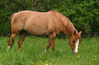 grasendes Quarter Horse