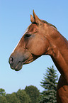 Quarter Horse Fohlen