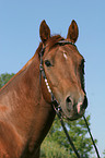 Quarter Horse Portrait