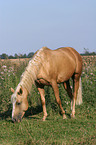 grasendes Quarter Horse