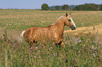 Quarter Horse auf der Weide