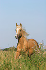 galoppierendes Quarter Horse