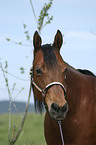 Quarter Horse Portrait