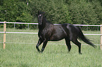 trabendes Quarter Horse