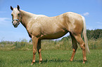 Palomino Quarter Horse