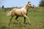 Palomino Quarter Horse