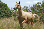 Palomino Quarter Horse