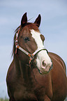 Quarter-Horse-Mix