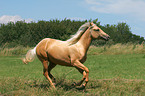 rennendes Quarter Horse