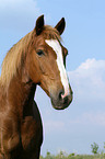 Quarter Horse Portrait