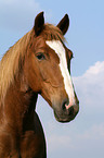 Quarter Horse Portrait