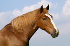 Quarter Horse Portrait