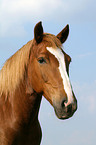 Quarter Horse Portrait