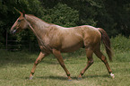 trabendes Quarter Horse