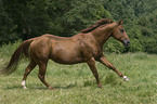 galoppierendes Quarter Horse