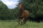 trabendes Quarter Horse