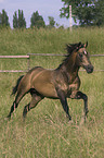 Quarter Horse Hengst