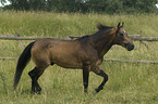 Quarter Horse Hengst