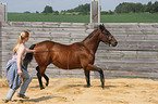 trabendes Quarter Horse