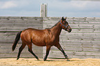 trabendes Quarter Horse